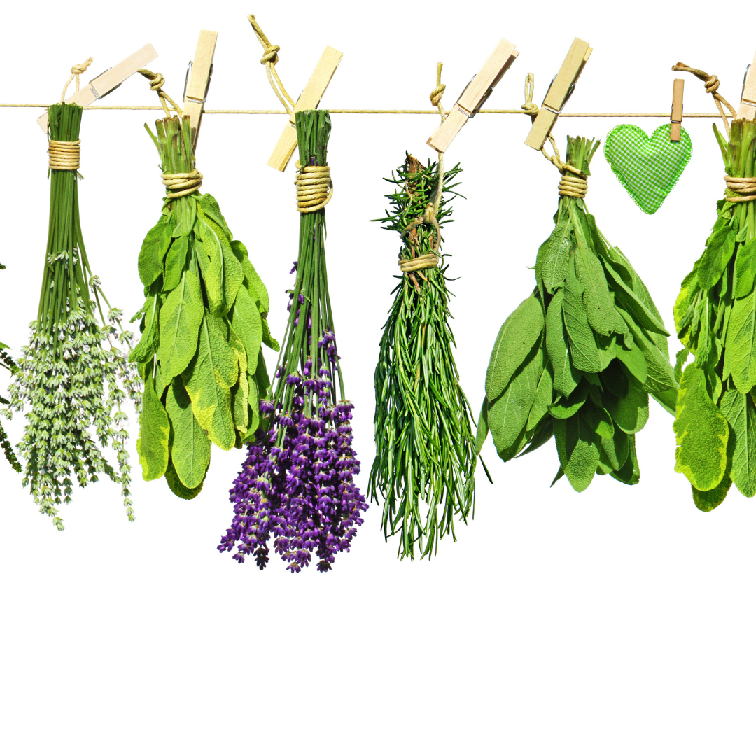 Easiest Herbs To Grow For Beginners